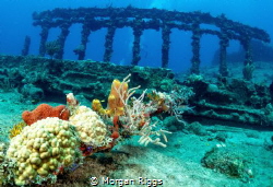 The exquisite columns left by the RMS Rhone by Morgan Riggs 